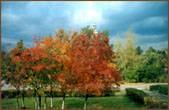 Краски Осени